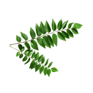 curry leaves (कढ़ी पत्ता)